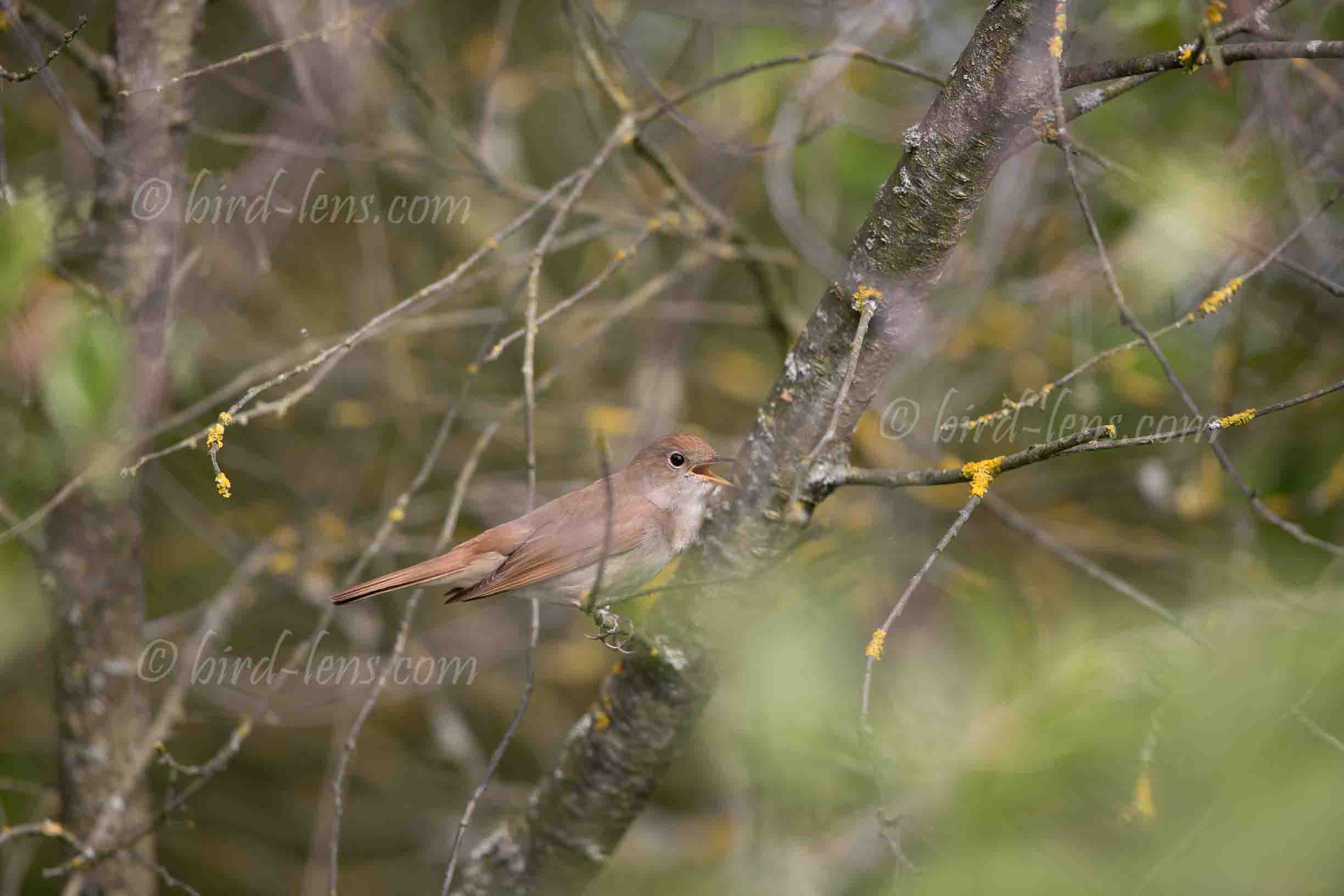 Common Nightingale Common Nightingale