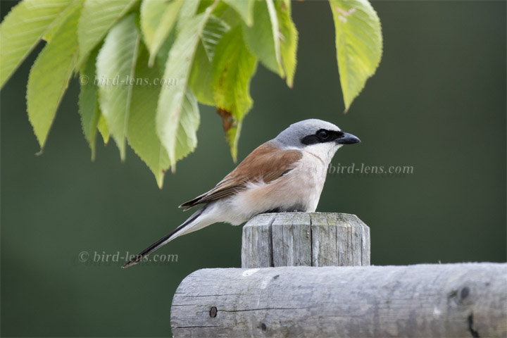 Neuntöter Neuntöter