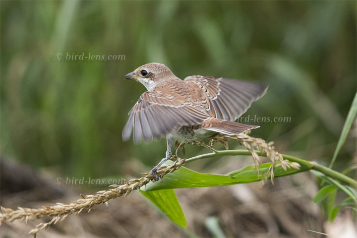 Neuntöter Neuntöter