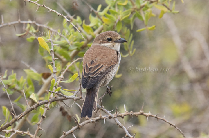 Neuntöter Neuntöter