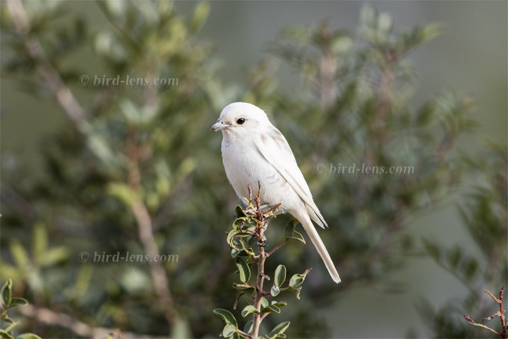 Neuntöter Neuntöter