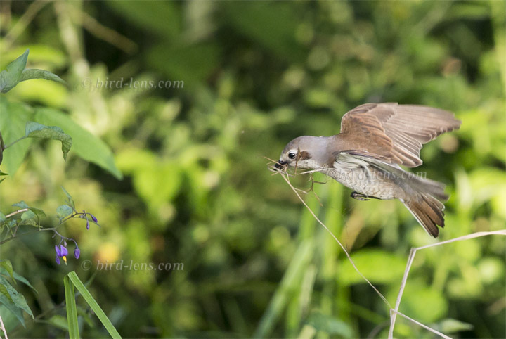 Neuntöter Neuntöter