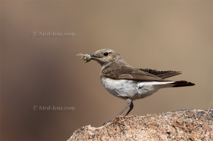 Nonnensteinschmätzer