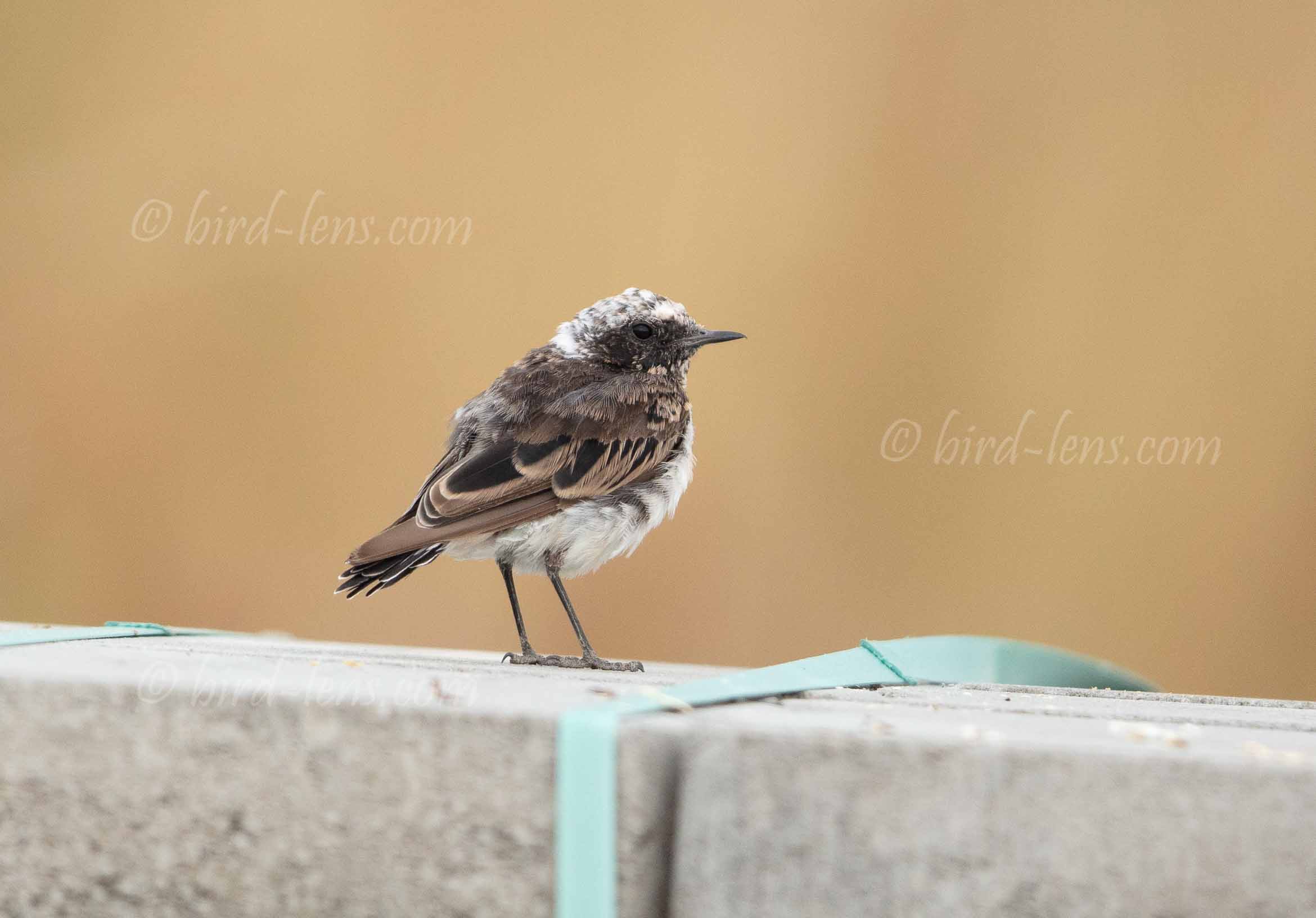 Nonnensteinschmätzer Nonnensteinschmätzer