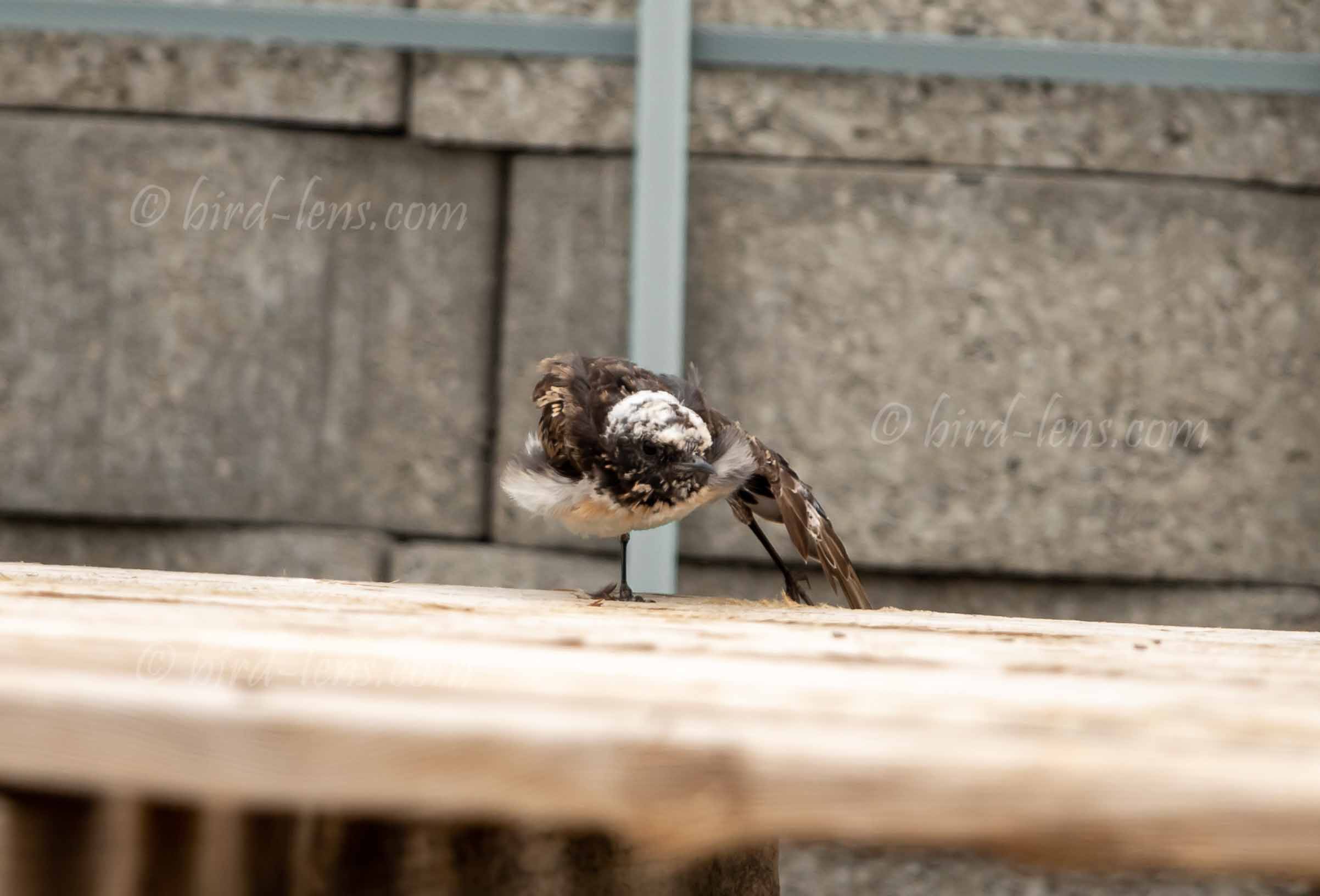 Nonnensteinschmätzer Nonnensteinschmätzer