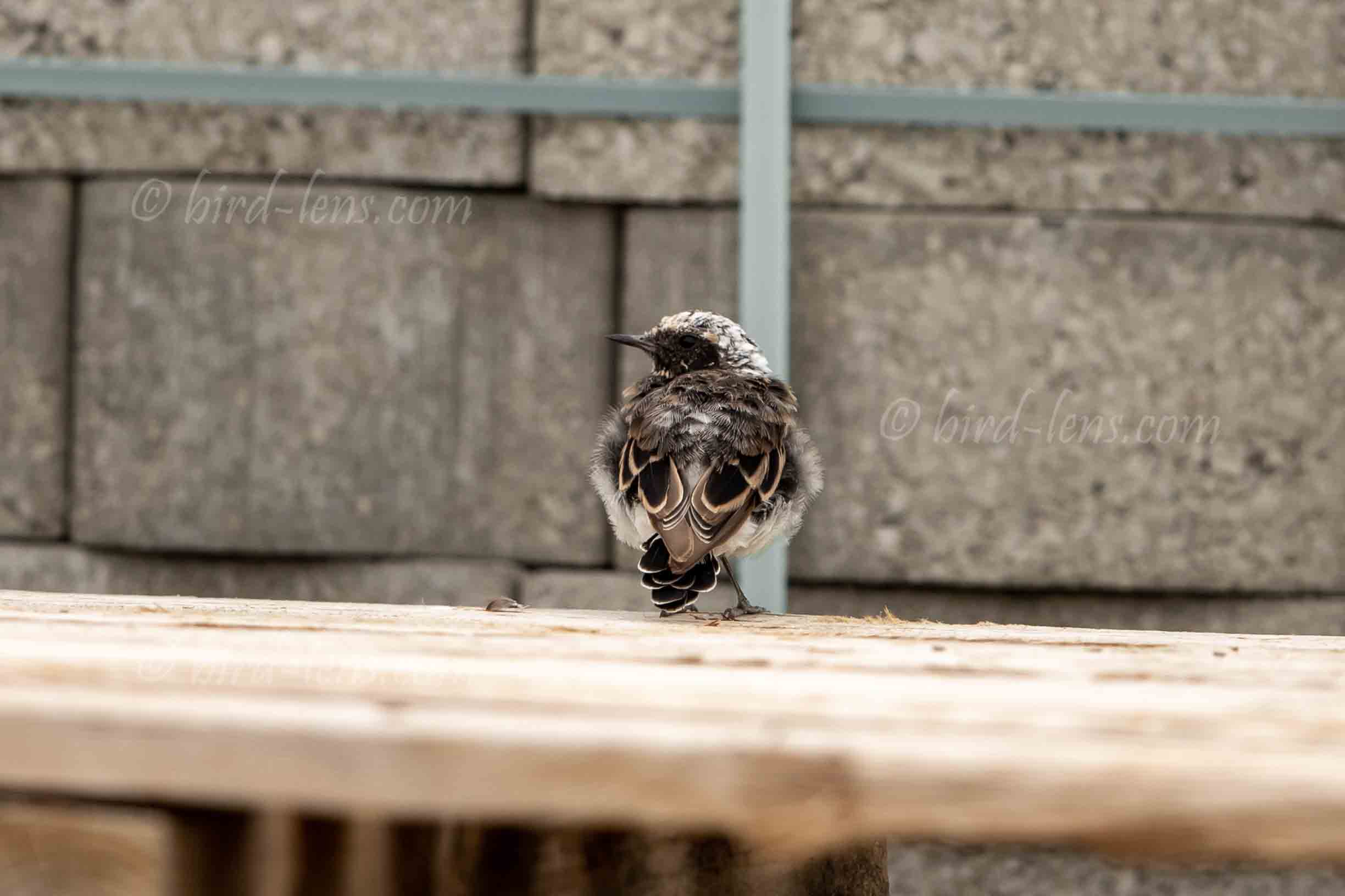 Nonnensteinschmätzer Nonnensteinschmätzer