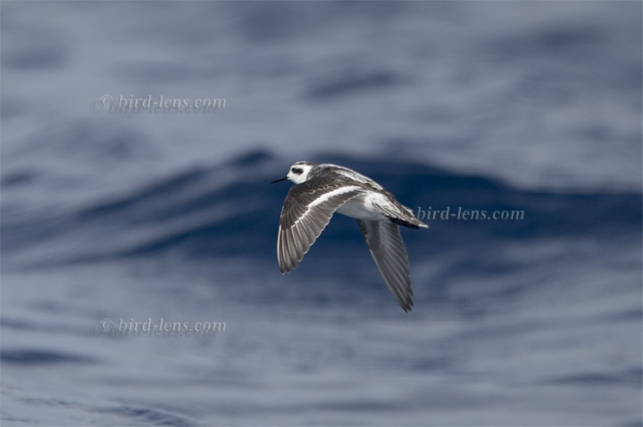 Odinshühnchen Odinshühnchen