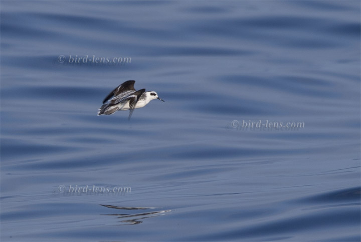 Odinshühnchen Odinshühnchen