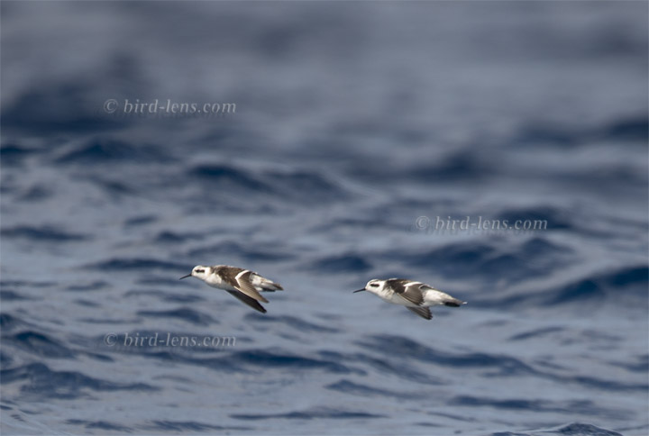 Odinshühnchen Odinshühnchen