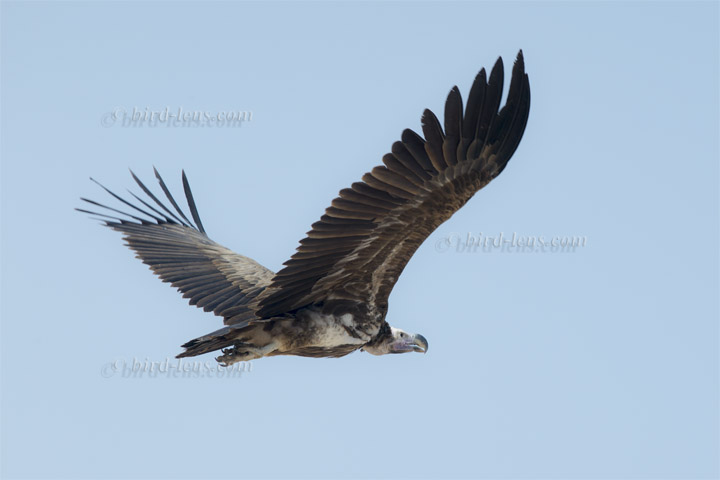 Ohrengeier Ohrengeier