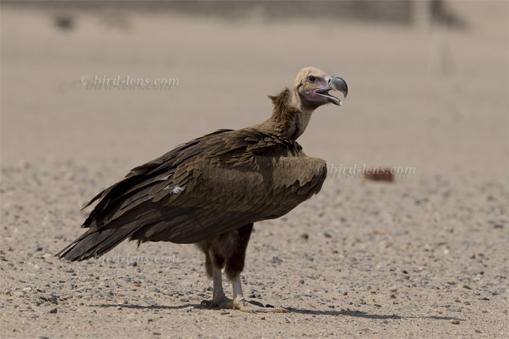 Ohrengeier Ohrengeier