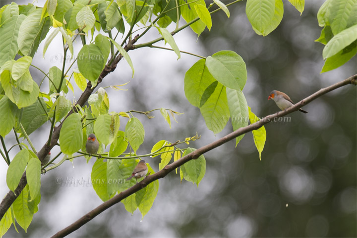 Orangebäckchen Orangebäckchen