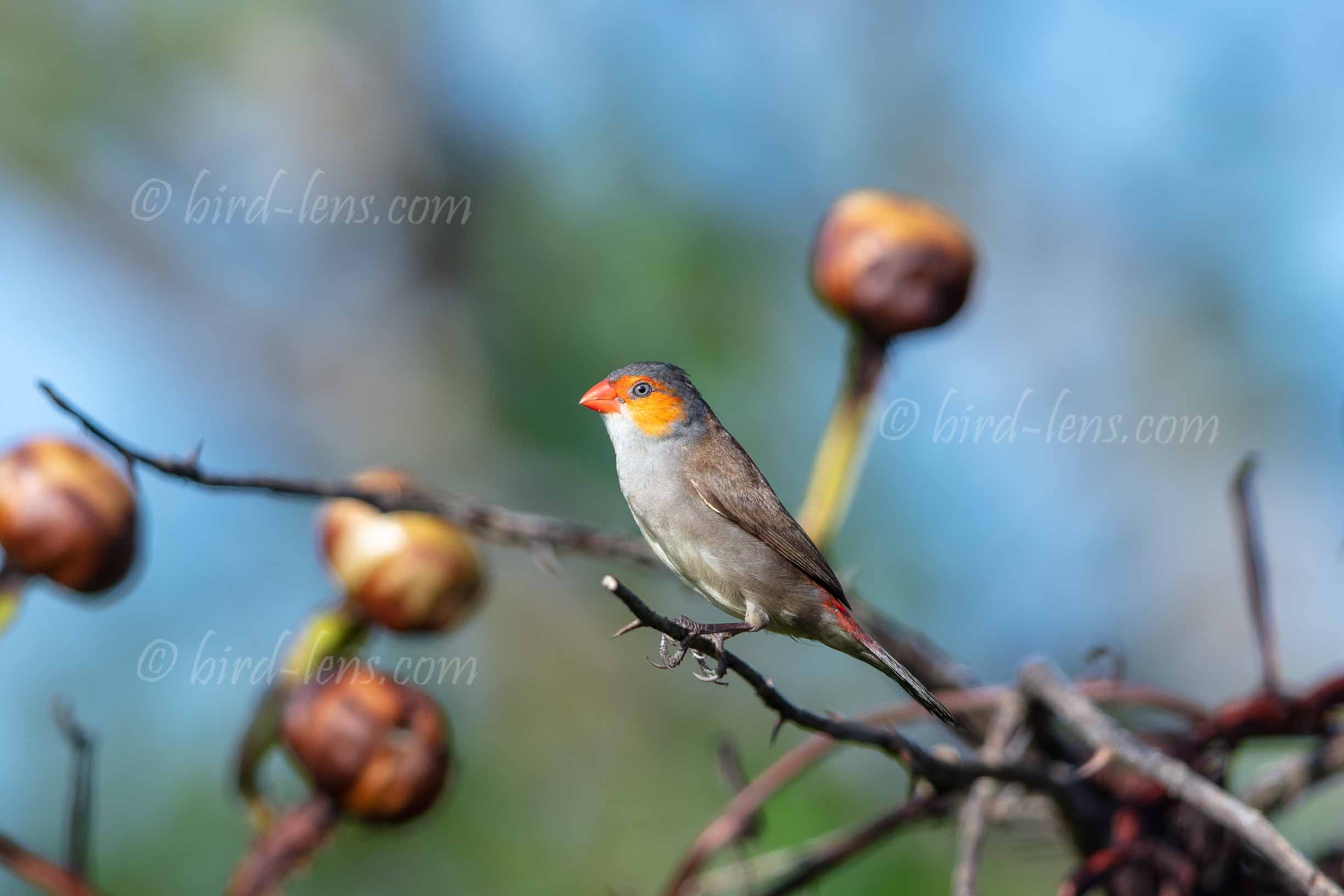 Orangebäckchen Orangebäckchen