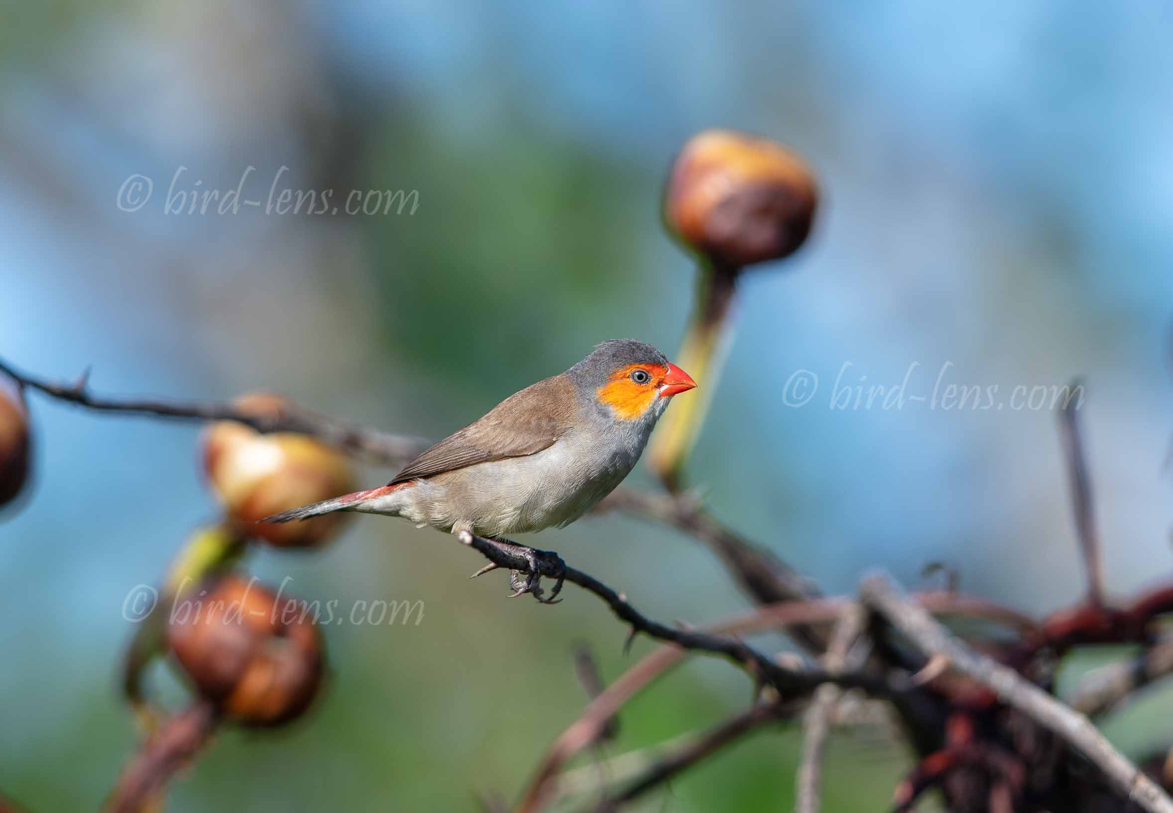 Orangebäckchen Orangebäckchen