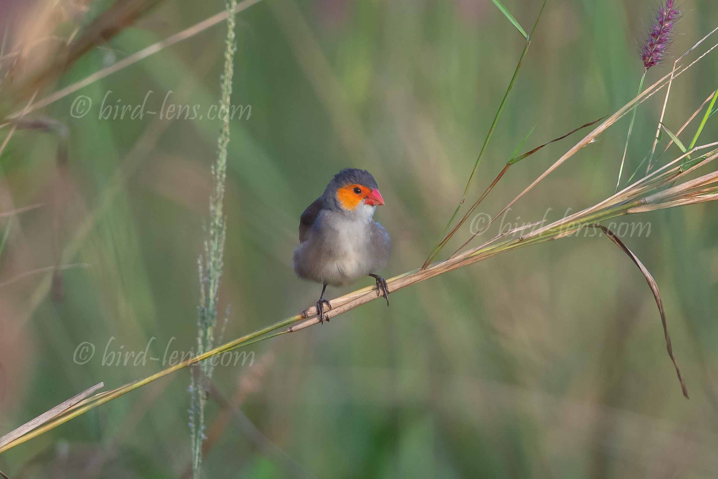 Orangebäckchen Orangebäckchen