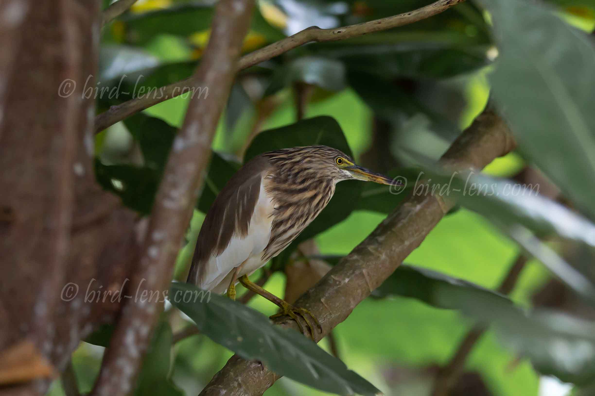 Paddyreiher Paddyreiher