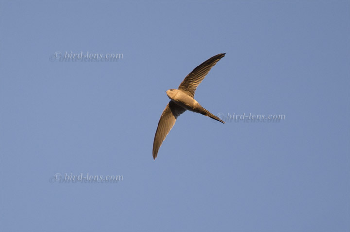 African Palm-Swift