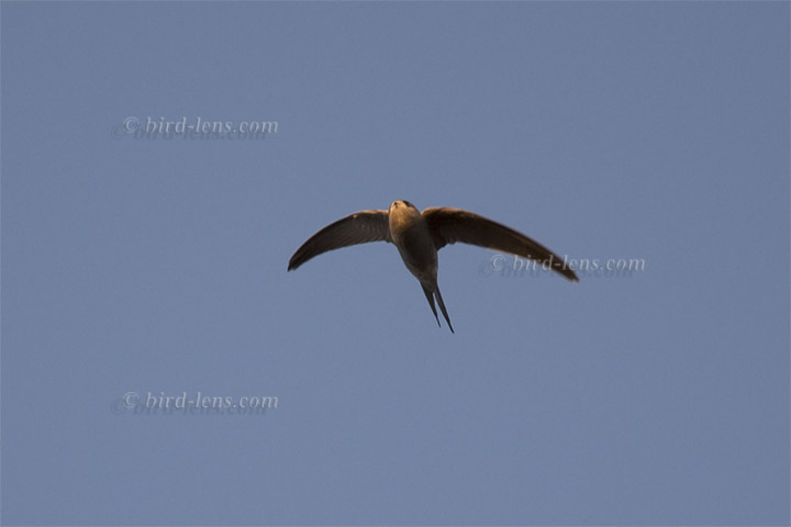 African Palm-Swift African Palm-Swift