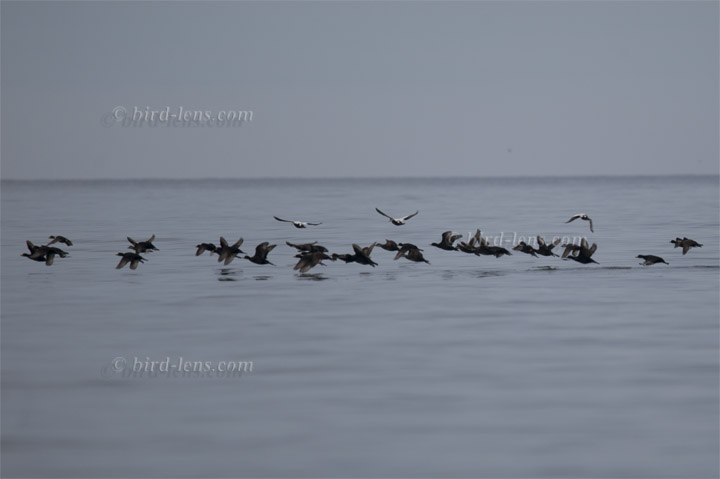 Pazifiktrauerente Pazifiktrauerente