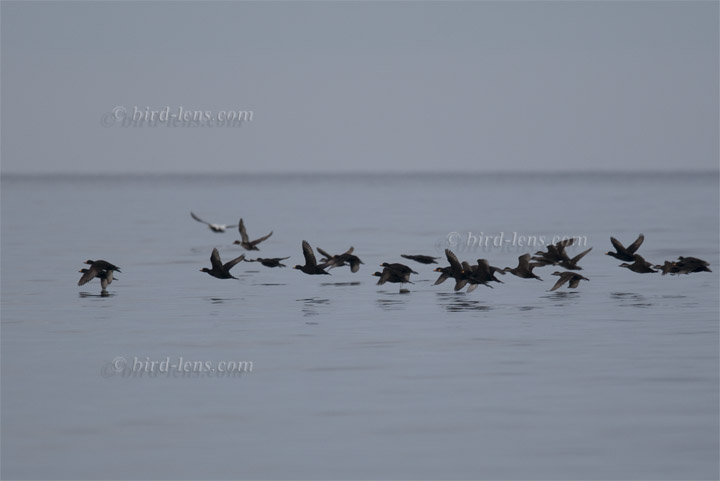 Pazifiktrauerente Pazifiktrauerente