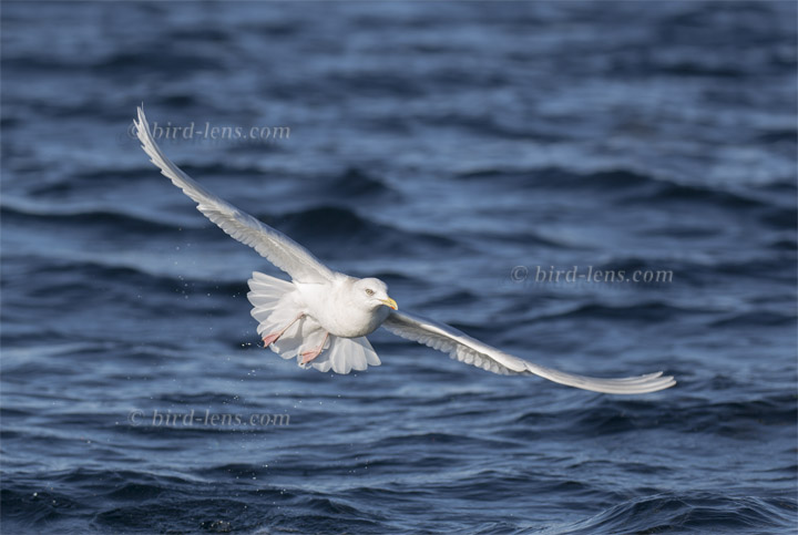 Polarmöwe Polarmöwe