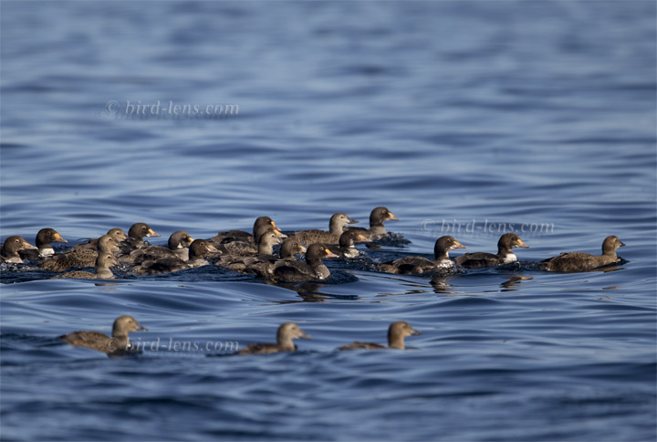 Prachteiderente Prachteiderente