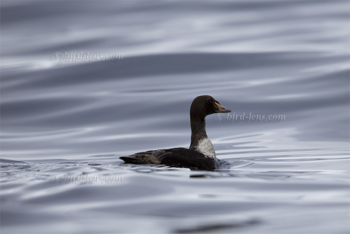 Prachteiderente Prachteiderente