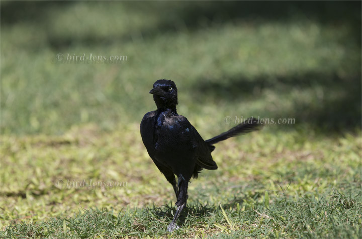 Purpurgrackel Purpurgrackel