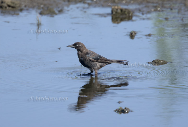 Common Grackle Common Grackle
