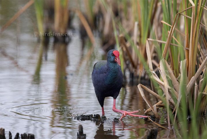 Smaragdhuhn Smaragdhuhn