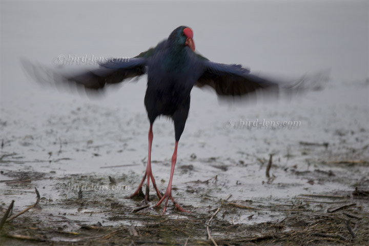 Smaragdhuhn Smaragdhuhn