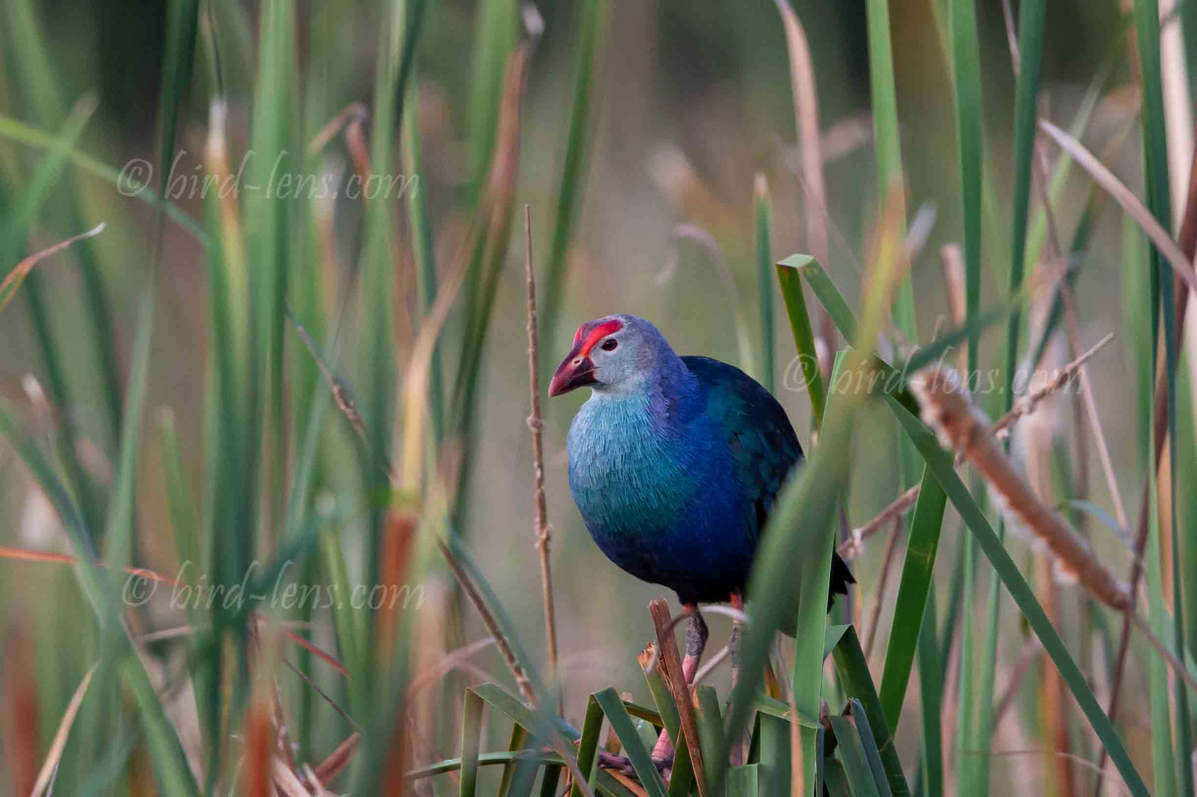 Graukopf-Purpurhuhn Graukopf-Purpurhuhn