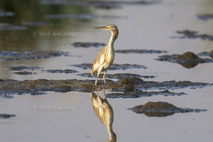 Rallenreiher Rallenreiher