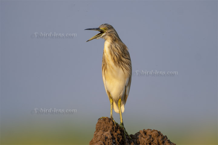 Rallenreiher Rallenreiher