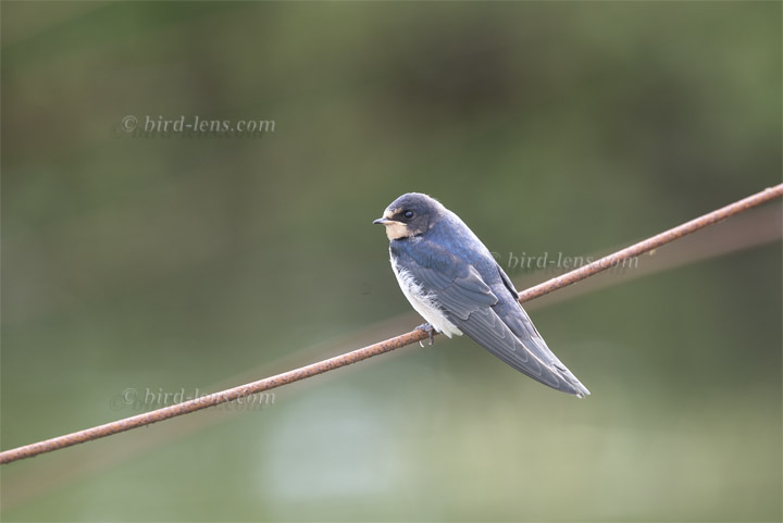 Rauchschwalbe Rauchschwalbe