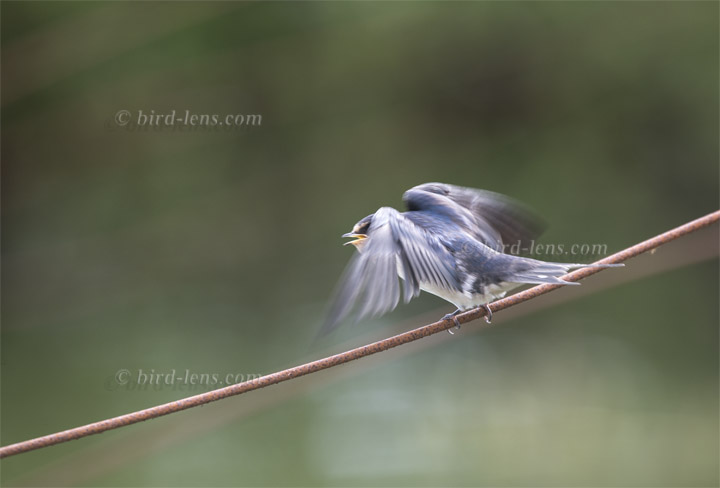 Rauchschwalbe Rauchschwalbe