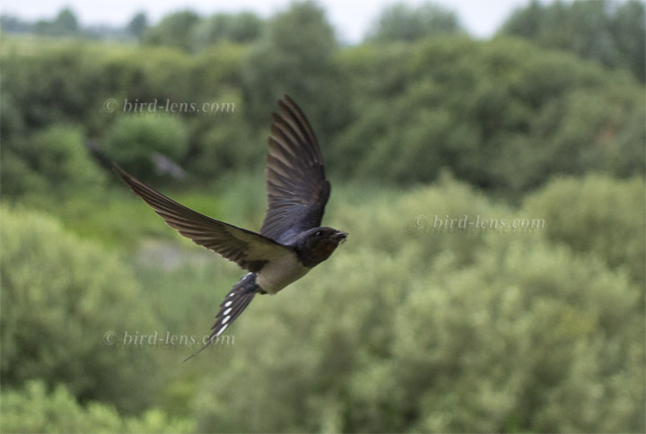 Barn Swallow Barn Swallow