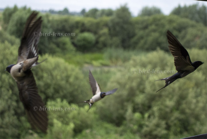 Barn Swallow Barn Swallow