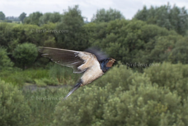 Barn Swallow Barn Swallow