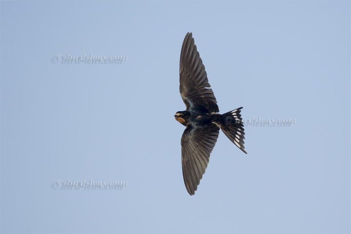 Rauchschwalbe Rauchschwalbe