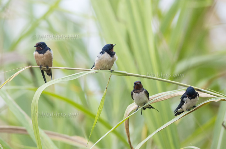 Rauchschwalbe Rauchschwalbe