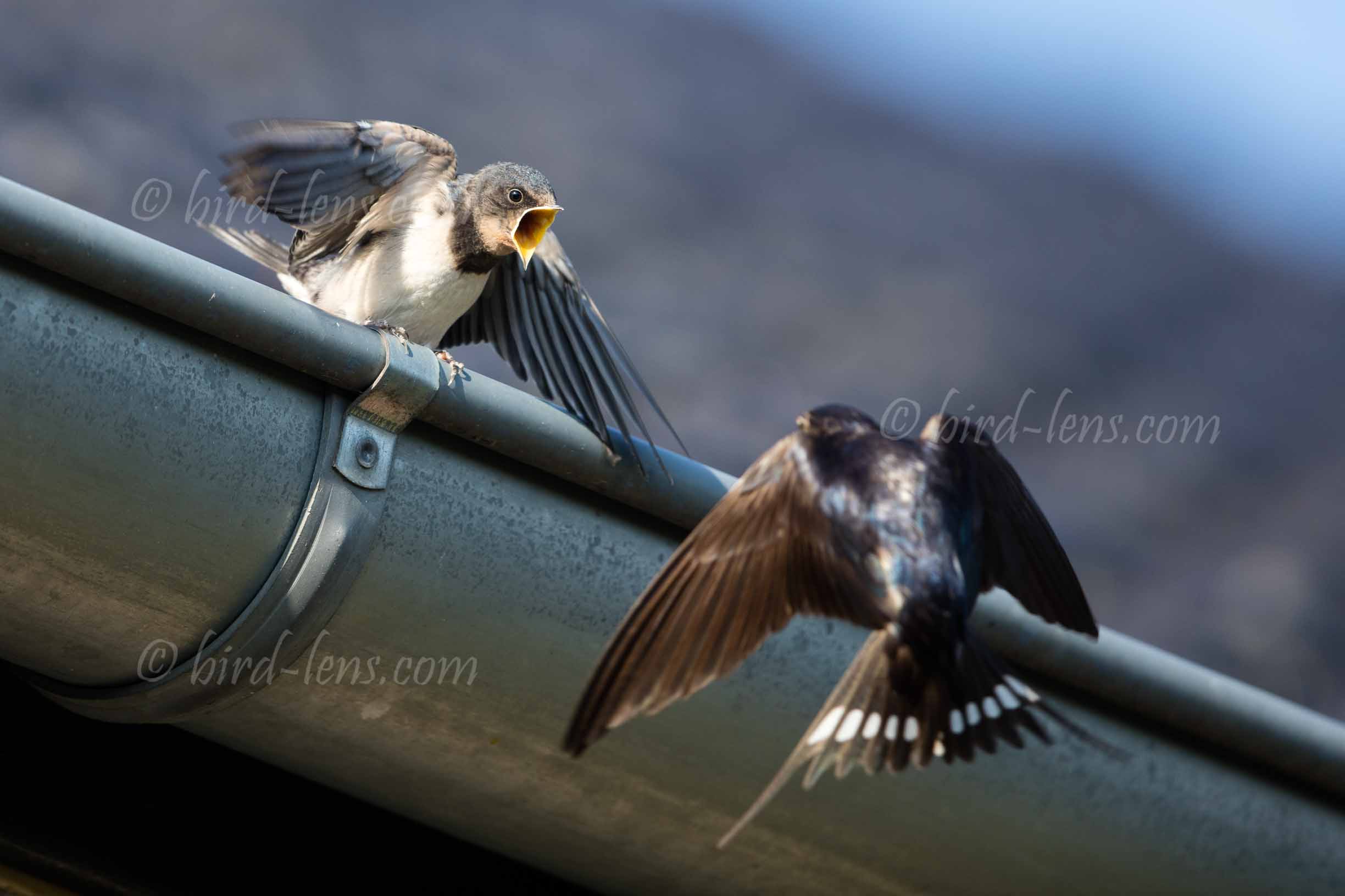 Barn Swallow Barn Swallow
