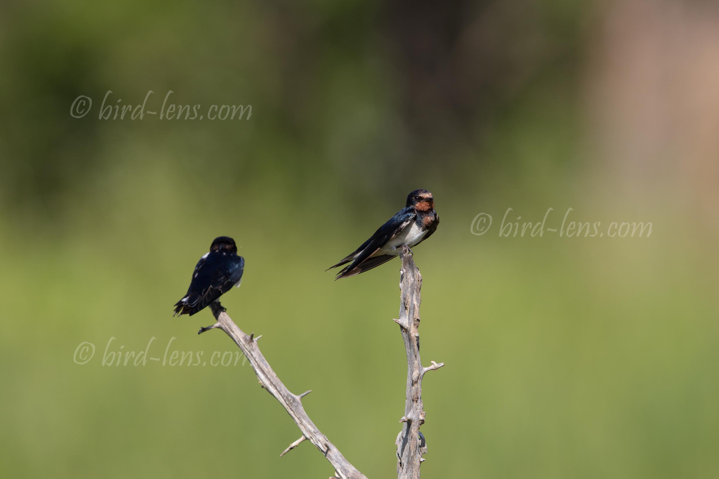 Amur Barn Swallow