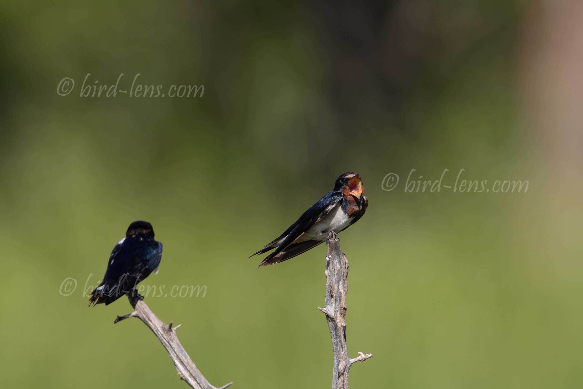 Amur Barn Swallow