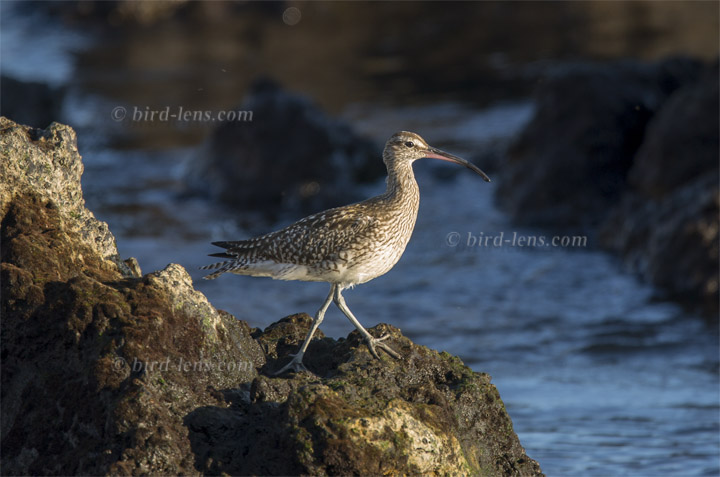 Regenbrachvogel Regenbrachvogel