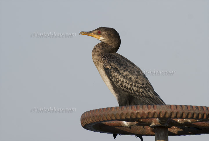 Riedscharbe Riedscharbe