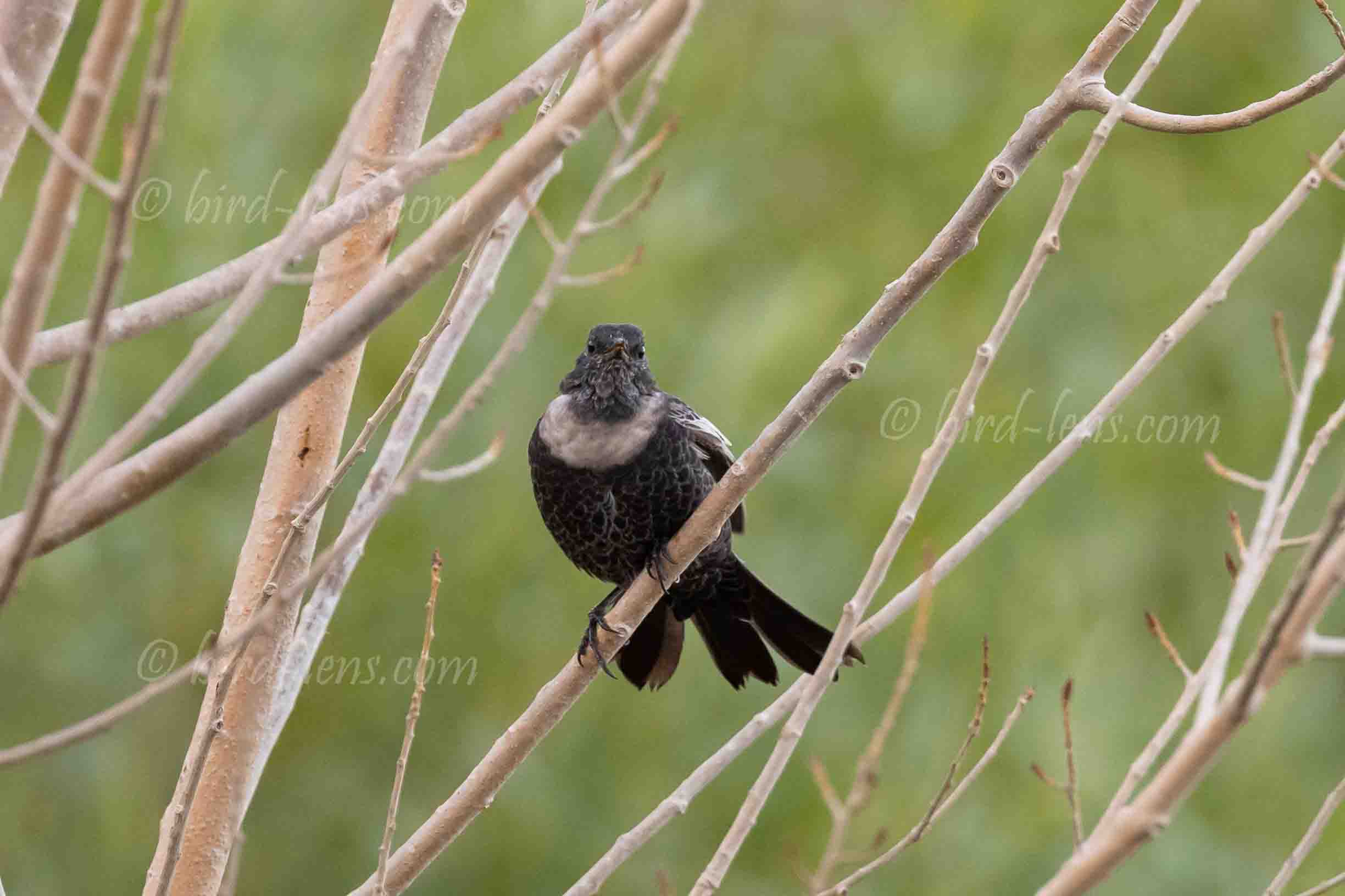 Ringdrossel Ringdrossel