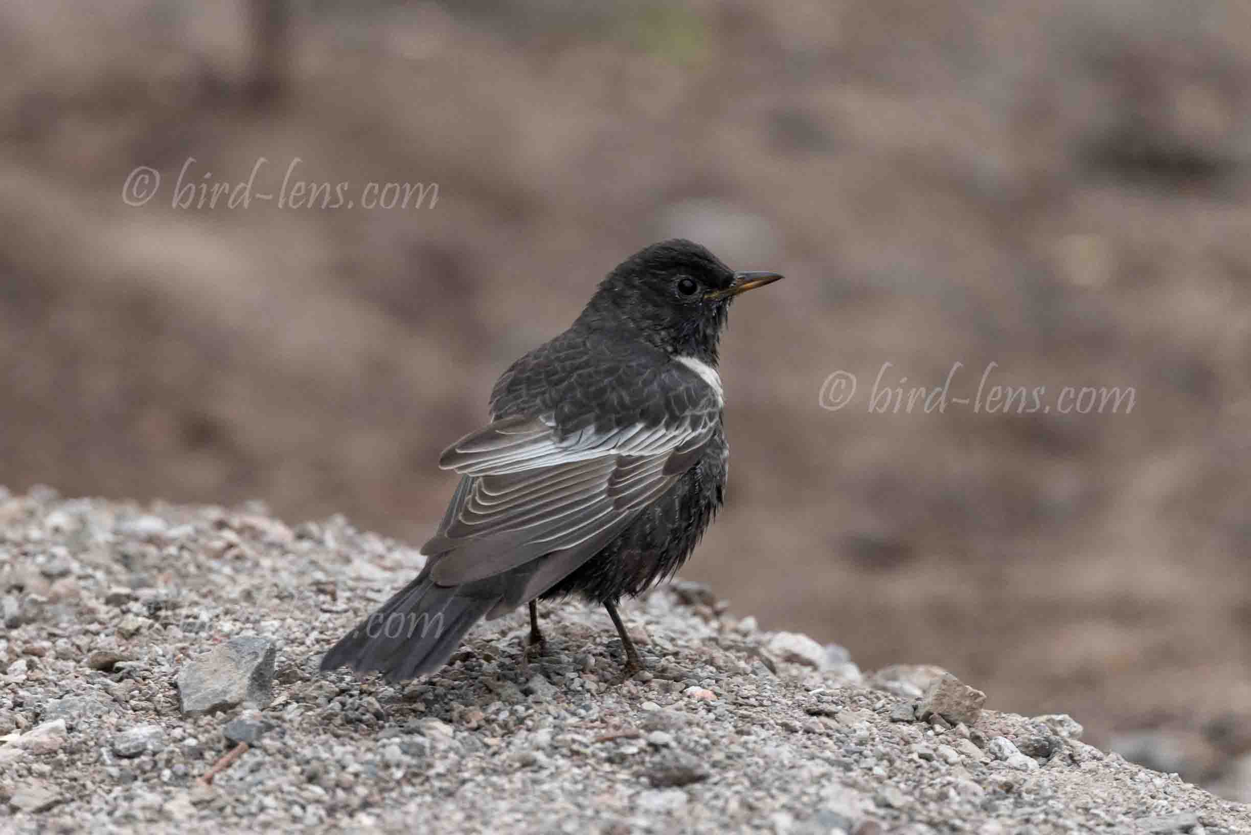 Ringdrossel Ringdrossel