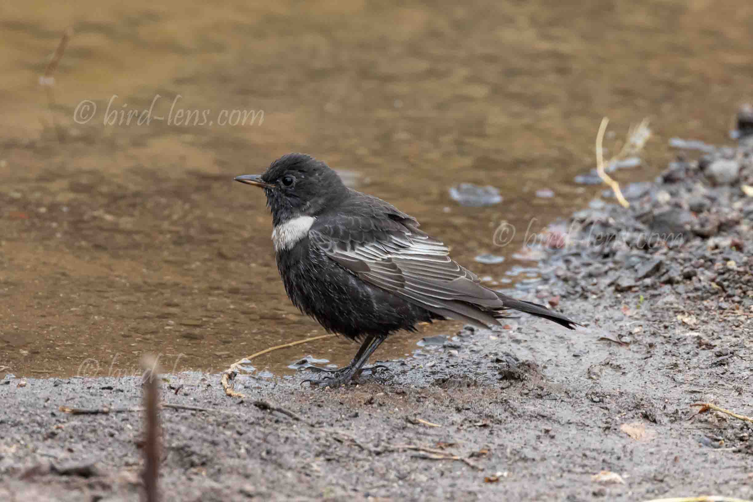 Ringdrossel Ringdrossel