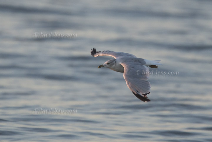 Ringschnabelmöwe Ringschnabelmöwe